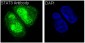Anti-STAT3 Rabbit Monoclonal Antibody